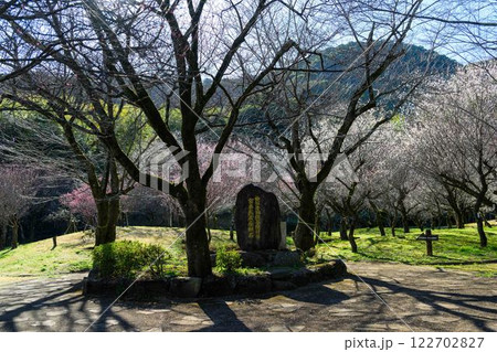石碑 美しい梅の花が開花する季節に映える谷尾崎梅林公園(熊本市) 石碑 美しい梅の花が開花する季節に映える谷尾崎梅林公園(熊本市) 122702827
