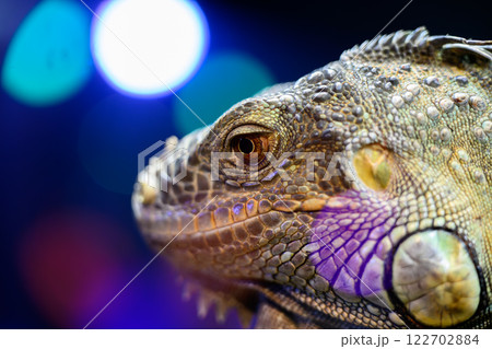 ライトアップされたトカゲ 122702884