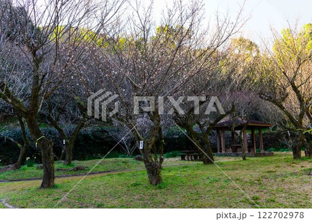 美しい梅の花が開花する季節に映える谷尾崎梅林公園　(熊本市) 122702978