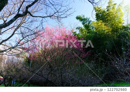 美しい梅の花が開花する季節に映える谷尾崎梅林公園　(熊本市) 122702980