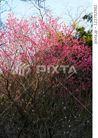 美しい梅の花が開花する季節に映える谷尾崎梅林公園 (熊本市) 美しい梅の花が開花する季節に映える谷尾崎梅林公園 (熊本市) 122702982