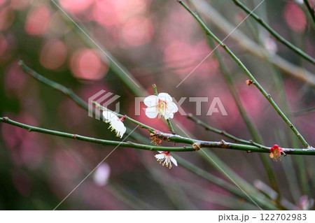 (梅の花クローズアップ)美しい梅の花が開花する季節に映える谷尾崎梅林公園 (熊本市) (梅の花クローズアップ)美しい梅の花が開花する季節に映える谷尾崎梅林公園 (熊本市) 122702983