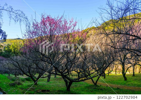 美しい梅の花が開花する季節に映える谷尾崎梅林公園 (熊本市) 美しい梅の花が開花する季節に映える谷尾崎梅林公園 (熊本市) 122702984