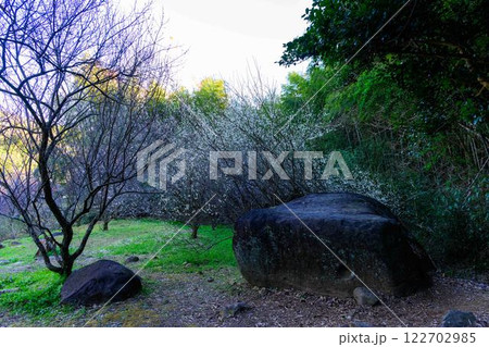 (宮本武蔵が座禅を組んだとされる石)　美しい梅の花が開花する季節に映える谷尾崎梅林公園　(熊本市) 122702985