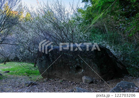 (宮本武蔵が座禅を組んだとされる石)　美しい梅の花が開花する季節に映える谷尾崎梅林公園(熊本市) 122703206