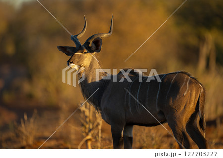 Close-up of male greater kudu standing watching 122703227
