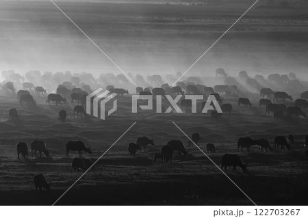 Mono Cape buffalo herd crosses sunset floodplain Mono Cape buffalo herd crosses sunset floodplain 122703267