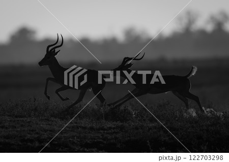 Mono male impala chases another at dusk 122703298