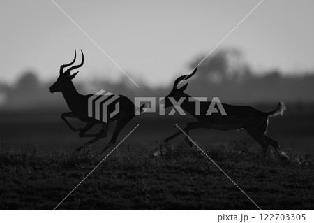 Mono male impala runs after another silhouetted 122703305