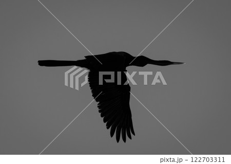 Mono silhouette of reed cormorant in sky 122703311