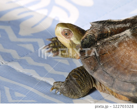 ヤエヤマイシガメ 122703328