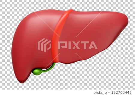 3d realistic human liver isolated. liver, gallbladder  structure, organs concept, 3d illustration render 122703443