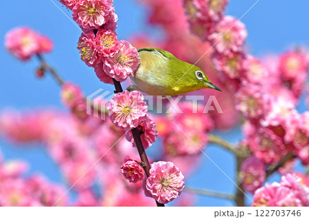 満開の紅梅にメジロさん （ 春イメージ ）（ ほのぼのイメージ ） 122703746