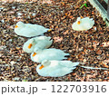 並んで寝るアヒル 122703916