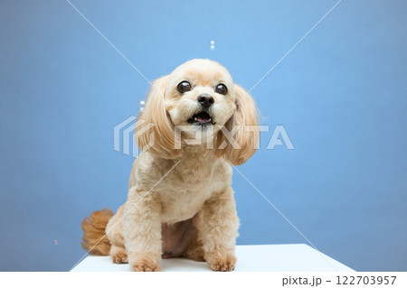 シャボン玉と遊ぶトプードル シャボン玉と遊ぶトプードル 122703957