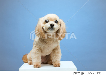 シャボン玉と遊ぶトプードル 122703958