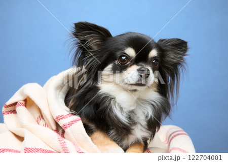 シャボン玉と遊ぶチワワ シャボン玉と遊ぶチワワ 122704001