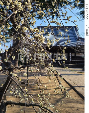 寛永寺の白梅 122704121