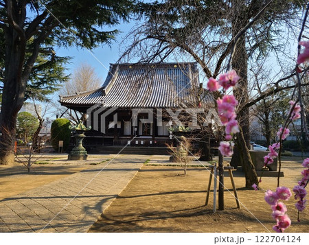 寛永寺の紅梅 122704124