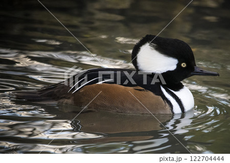 Hooded Merganser swimming in wetlands in Winter Hooded Merganser swimming in wetlands in Winter 122704444