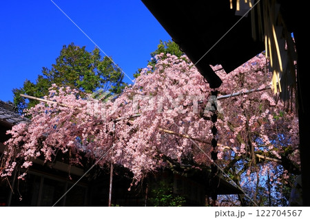 水火天満宮（京都市中京区）に咲く満開の桜 122704567