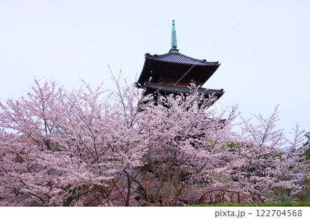 矢事山興正寺（名古屋市昭和区）に咲く満開の桜 122704568
