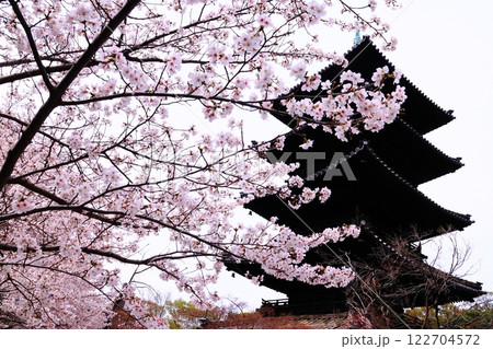 矢事山興正寺（名古屋市昭和区）に咲く満開の桜 122704572