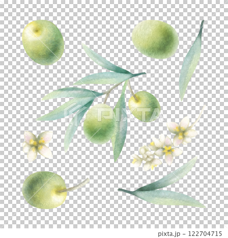 Olive branch, leaves, fruits, flowers. Watercolor isolated illustration of green olives hand drawn in botanical realistic style for food production, bottle label, cosmetic design, wedding invitation. 122704715