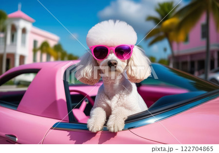 White poodle in pink glasses driving a car 122704865