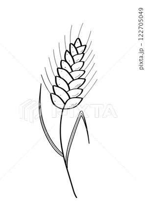 Ears of wheat icon doodle style. Vector illustration of a grown grain crop on a white background. Ears of wheat icon doodle style. Vector illustration of a grown grain crop on a white background. 122705049