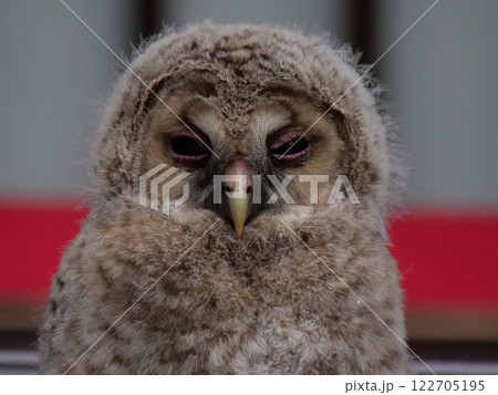 目の周りが干し梅みたいフクロウのこども 目の周りが干し梅みたいフクロウのこども 122705195