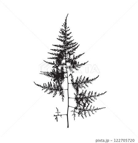Rough edges dried asparagus black silhouette 122705720