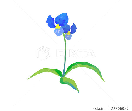青いツユクサの花のイラスト 122706087