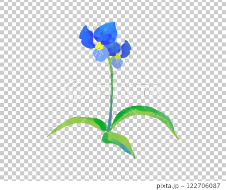 青いツユクサの花のイラスト 122706087