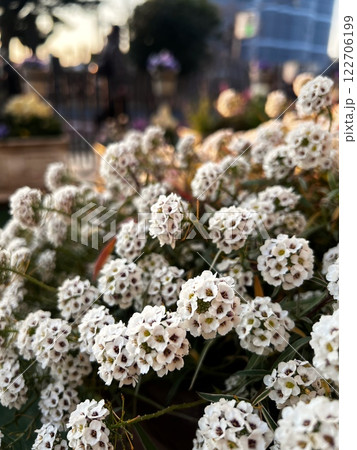 白い花の群落、 スイートアリッサムの満開、夕暮れ時の街角の花壇の花 白い花の群落、 スイートアリッサムの満開、夕暮れ時の街角の花壇の花 122706199