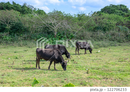 草を食む牛　石垣牛 122706233