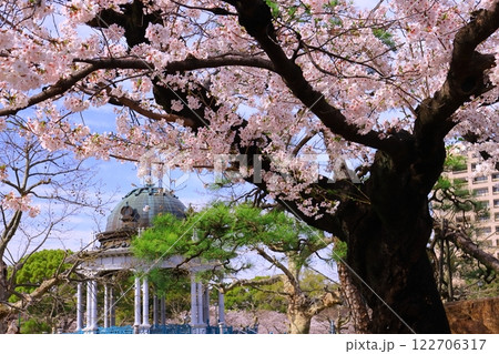 鶴舞公園（名古屋市昭和区）古木に咲く桜の花 122706317