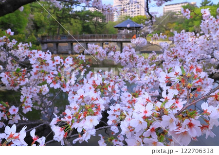 鶴舞公園(名古屋市昭和区)竜ケ池に咲く桜の花 鶴舞公園(名古屋市昭和区)竜ケ池に咲く桜の花 122706318