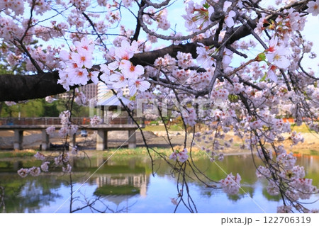 鶴舞公園(名古屋市昭和区)竜ケ池に咲く桜の花 鶴舞公園(名古屋市昭和区)竜ケ池に咲く桜の花 122706319