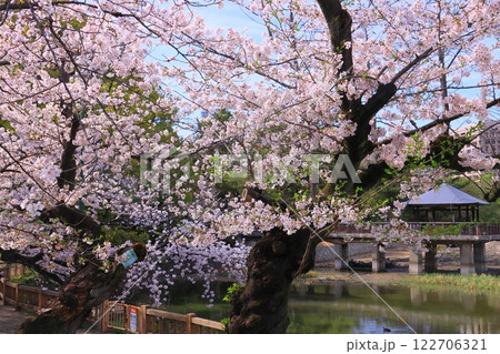 鶴舞公園(名古屋市昭和区)竜ケ池に咲く桜の花 鶴舞公園(名古屋市昭和区)竜ケ池に咲く桜の花 122706321