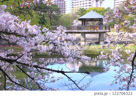 鶴舞公園(名古屋市昭和区)竜ケ池に咲く桜の花 鶴舞公園(名古屋市昭和区)竜ケ池に咲く桜の花 122706322