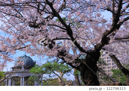 鶴舞公園（名古屋市昭和区）古木に咲く桜の花 122706323