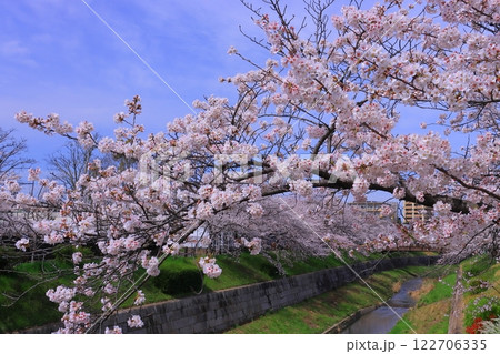 山崎川四季の道　さくら名所100選の地（名古屋市瑞穂区） 122706335
