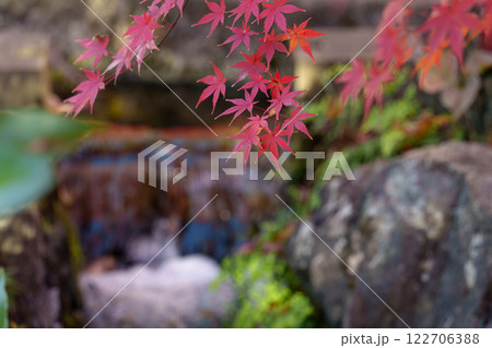 深大寺周辺でカラフルに色づく秋のモミジ 122706388