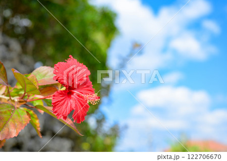 赤いハイビスカス 赤いハイビスカス 122706670