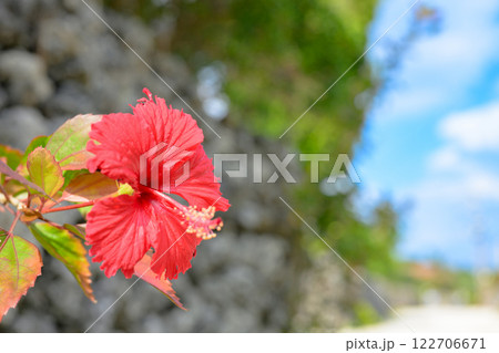 赤いハイビスカス 122706671