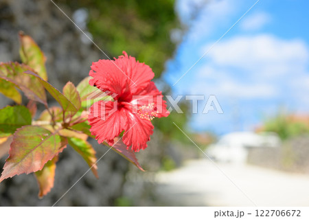 赤いハイビスカス 122706672