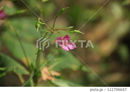 ツリフネソウ 釣船草 Impatiens textorii ツリフネソウ 釣船草 Impatiens textorii 122706687