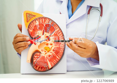 Chronic kidney disease, doctor with model for treatment urinary system, urology, Estimated glomerular filtration rate eGFR. 122706989