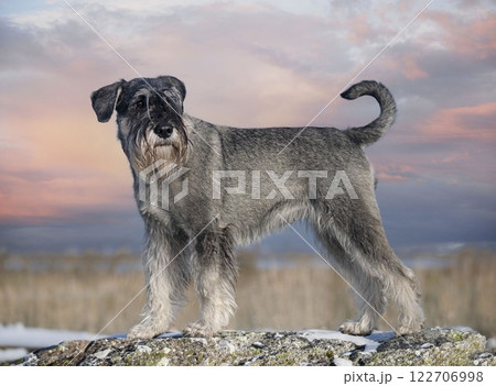 Standard Schnauzer in nature Standard Schnauzer in nature 122706998
